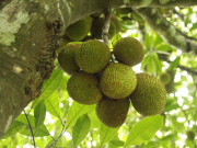 Nhà đẹp - Loại quả đặc sản có ở Đồng Nai giá 55.000 đồng/kg, trồng sau nhà giúp hút lộc, thu hoạch quả suốt 30 năm
