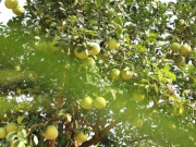 Nhà đẹp - Loại quả đặc sản “tốt nhất thế giới” chỉ có ở Phú Thọ, 70.000 đồng/quả, trồng một cây gia đình sung túc, thu hoạch suốt nhiều năm