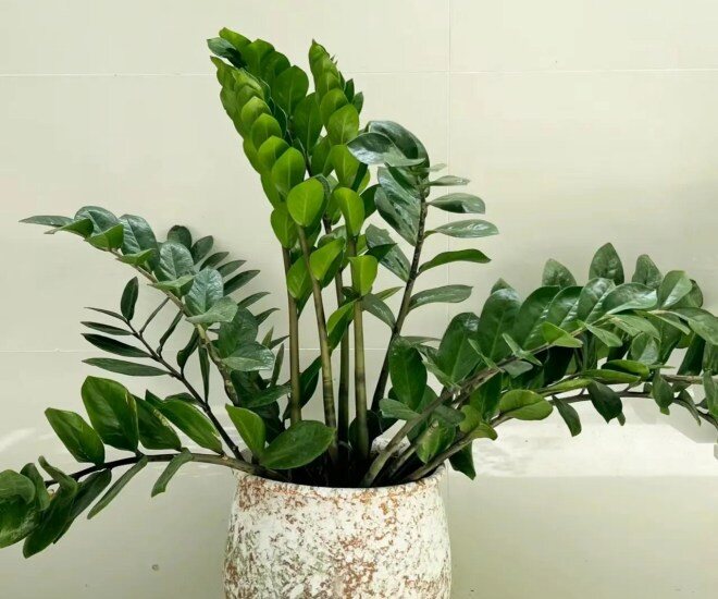 Mùa hè cho cây kim tiền uống 1 trong 5 thứ nước này, cây phát triển vùn vụt, chồi non mọc tua tủa