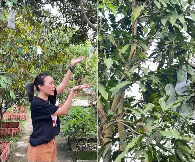 Giọng ca Tóc nâu môi trầm và gia đình mình đều rất thích ăn xoài nên cô đã trồng rất nhiều giống xoài khác nhau trong ngôi nhà vườn.