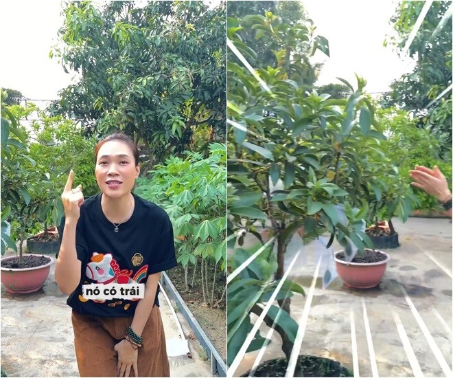 Trước đó, Mỹ Tâm hào hứng khoe một cây mới ra trái trong nhà mình: Mình không ngờ nó được như vậy, mọi người đều nói đây là cái cây rất khó trồng ở một thời tiết nóng như vậy. Nhưng hôm nay nó có trái luôn các bạn! Đó là cây bơ!