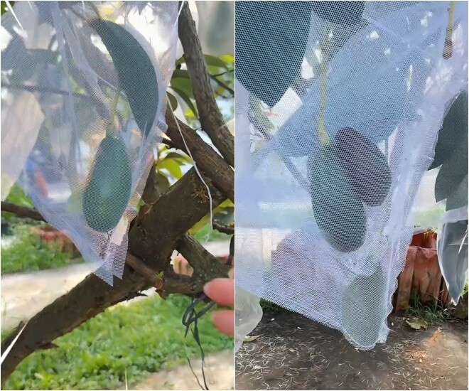 Cây bơ này đã trồng được khoảng 2 năm. Mỹ Tâm không ngừng reo lên: Trời ơi, quá vui luôn! Quan trọng nó ra khá là nhiều trái, quá là dễ thương đi, đã luôn. Mình rất thích ăn bơ.
