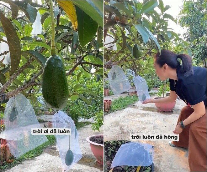 Cây ra lứa đầu tiên được đến 30 trái. Những trái bơ non được bọc cẩn thận. Nữ ca sĩ tâm sự: Đối với mình, như vậy là rất nhiều rồi đó. Tại vì mình nghĩ là không thể nào nó lên được đâu, mình sợ thời tiết không hợp đó.