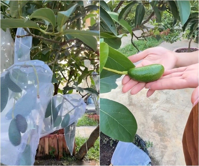 Lần đầu tiên trong cuộc đời mình thấy một cây bơ ở nhà mình có trái như thế này là cả một kỳ tích luôn, Mỹ Tâm cho biết. Cô còn nhắn nhủ đáng yêu đến cây bơ: Cám ơn bơ nhiều nghen, mạnh khỏe nghen, lớn nhiều nhiều nghen!