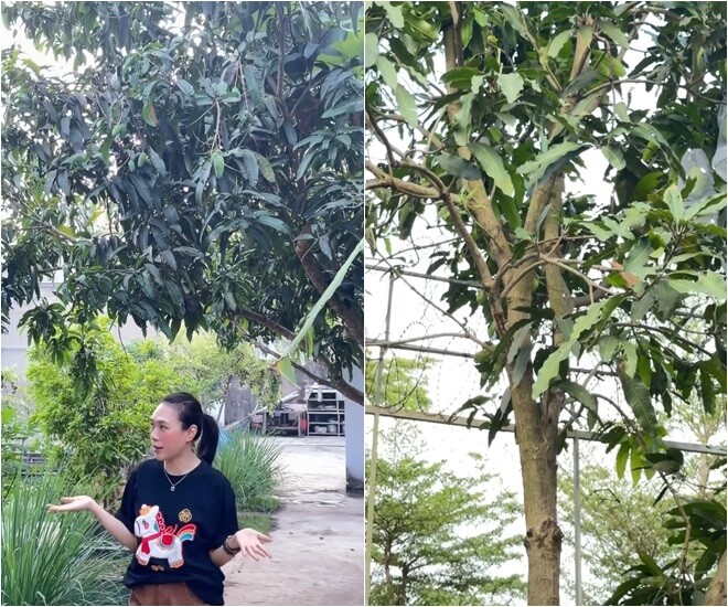 Vườn cây của Mỹ Tâm ở Củ Chi bao phủ một màu xanh cây cối. Có đến hơn 30 gốc xoài được cô và gia đình chăm chút.
