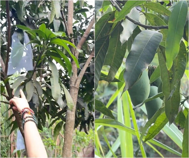 Có giống xoài quả dài khá to đã đậu quả. Mỹ Tâm đặc biệt hứng thú với xoài Thái vì nó cho ra trái siêu ngọt lại giòn.