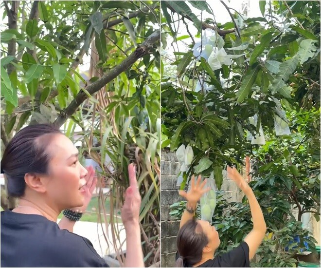Vui vẻ trước những chùm xoài sum suê trái, hứa hẹn một mùa bội thu sắp tới, Họa mi tóc nâu hài hước thốt lên: Ôi, của mình hết, của mình hết!