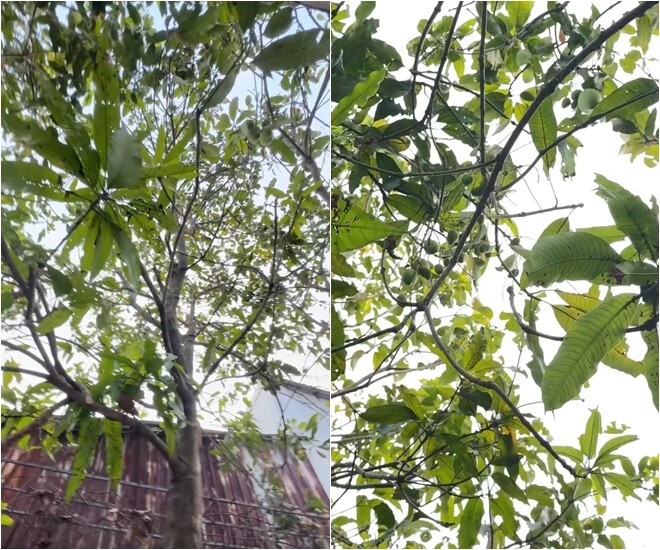 Mình phát hiện ra một chuyện, cái cây này trái nhiều hơn cả lá. Chi chít luôn, trái đang còn nhỏ, khi lớn lên mà quay đoạn đó là mê lắm nha, cô bày tỏ.