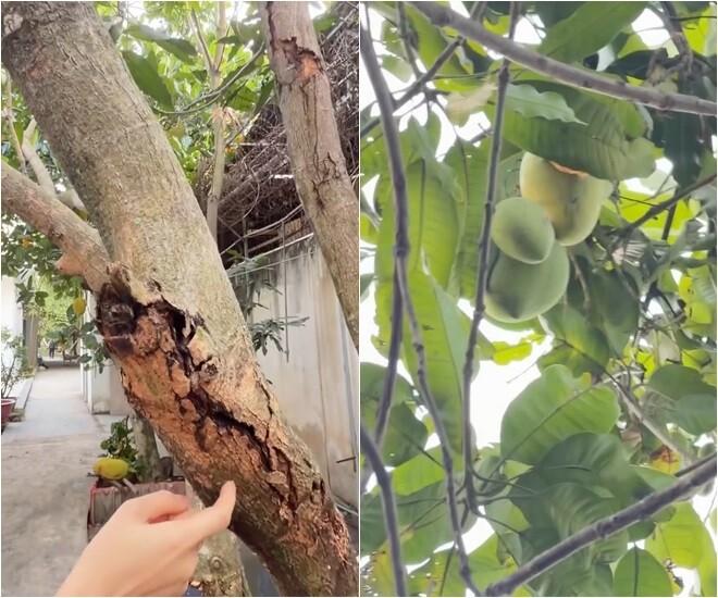 Cô cho biết cây này bị sâu đục thân, tưởng chết rồi nhưng nó vẫn lên và cho ra trái. Nữ ca sĩ dịu dàng động viên cây: Cố lên nha con!