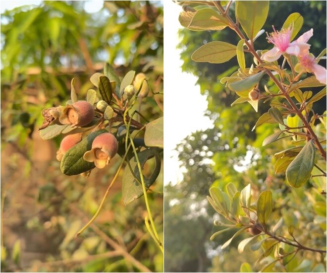 Ngoài xoài, Mỹ Tâm còn giới thiệu cho mọi người cây sim trong vườn. Vì thích bài hát Những đồi hoa sim mà nữ ca sĩ đã phải kiếm cây sim về trồng.