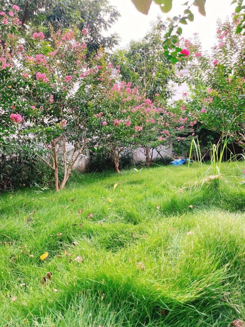 Garden area with blooming rose bushes