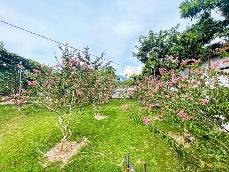 Path lined with pink and white ten-hour flowers