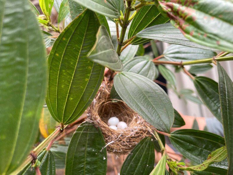 Một chiếc tổ chim nhỏ nhắn, xinh xắn được dệt từ những sợi cỏ khô, nằm kín đáo dưới tán lá xanh dày. Ba quả trứng trắng muốt nằm gọn gàng bên trong, nhìn là thấy đầy sự an lành, tĩnh mịch của không gian sống nơi đây.