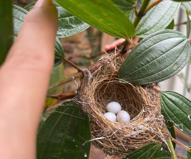 Nhà vườn của amp;#34;Vua nhạc đỏamp;#34; ở Thanh Hóa đúng kiểu đất lành chim làm tổ, dân mạng tấm tắc khen amp;#34;quá tuyệt vờiamp;#34; - 5