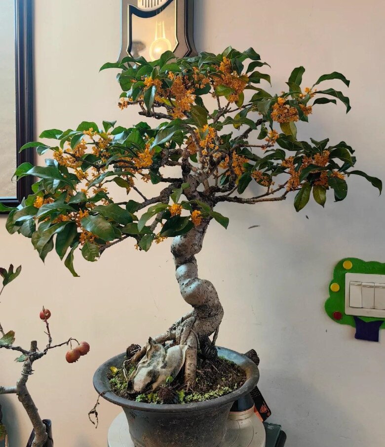 Nhặt 6 cành cây ven đường này về cắm xuống đất là sống, 1 năm sau sẽ thành bonsai dáng cổ, tiết kiệm cả chục triệu - 8