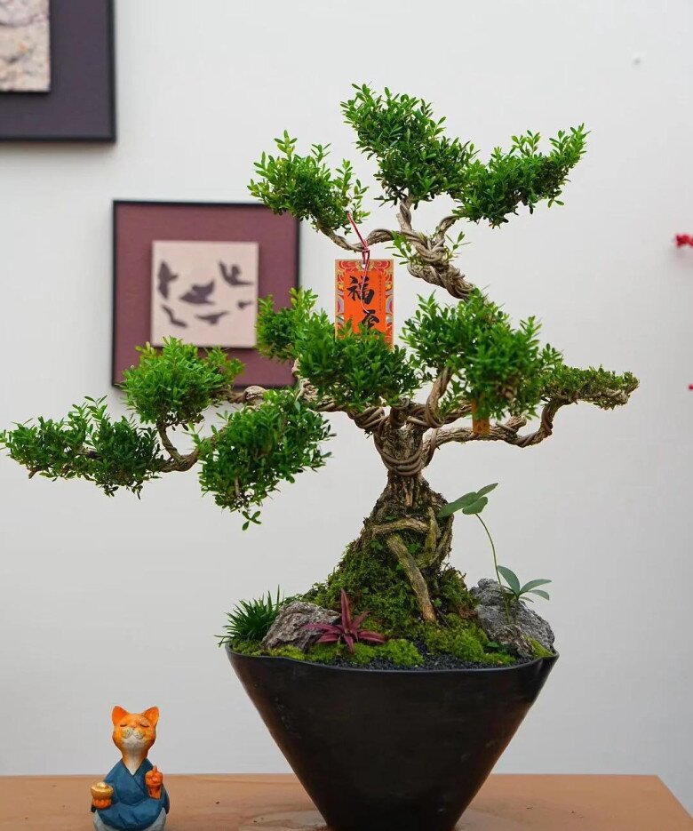 Nhặt 6 cành cây ven đường này về cắm xuống đất là sống, 1 năm sau sẽ thành bonsai dáng cổ, tiết kiệm cả chục triệu - 6