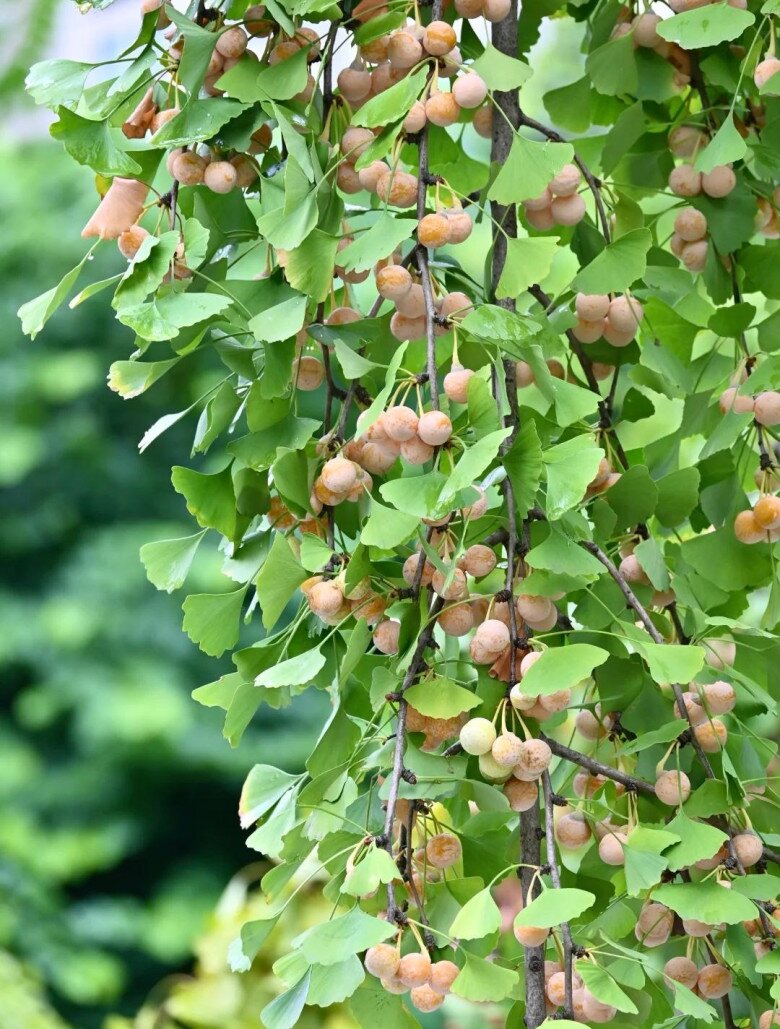 Nhặt 6 cành cây ven đường này về cắm xuống đất là sống, 1 năm sau sẽ thành bonsai dáng cổ, tiết kiệm cả chục triệu - 4
