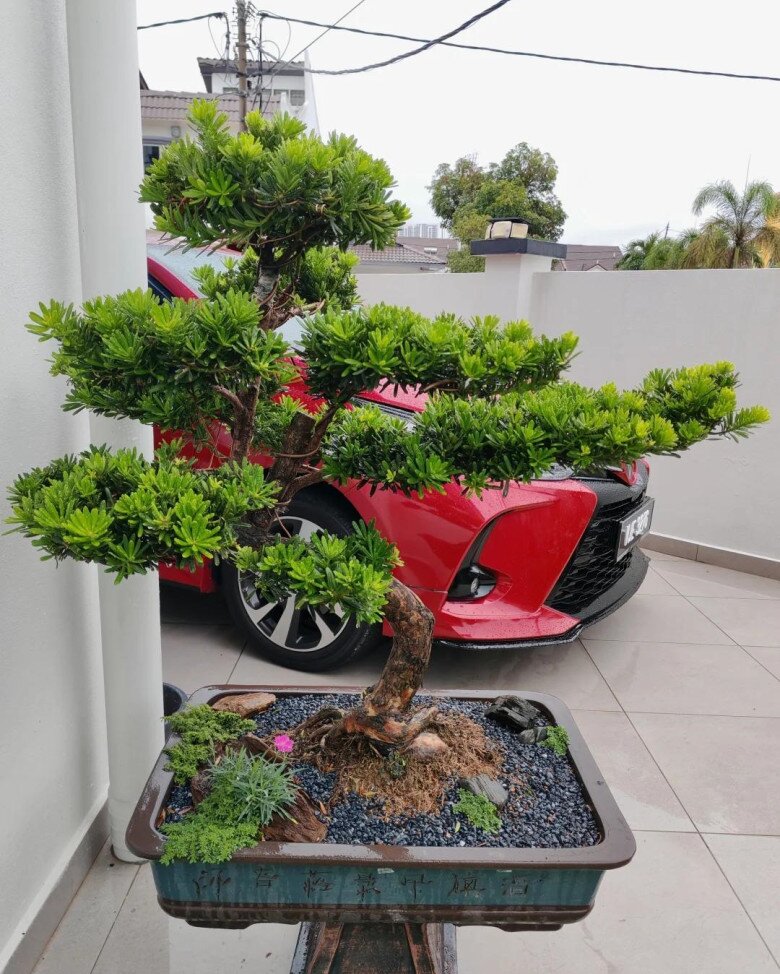 Nhặt 6 cành cây ven đường này về cắm xuống đất là sống, 1 năm sau sẽ thành bonsai dáng cổ, tiết kiệm cả chục triệu - 2