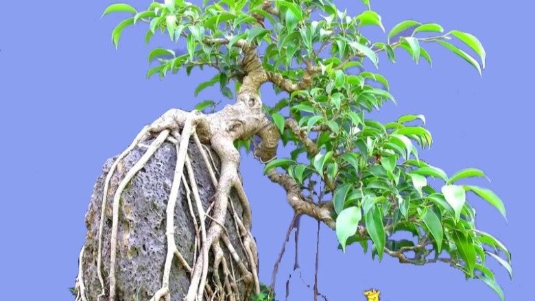 Nhặt 6 cành cây ven đường này về cắm xuống đất là sống, 1 năm sau sẽ thành bonsai dáng cổ, tiết kiệm cả chục triệu - 3