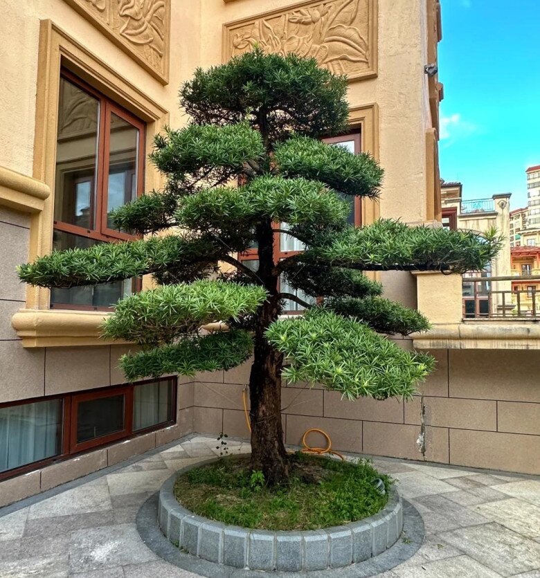 Nhặt 6 cành cây ven đường này về cắm xuống đất là sống, 1 năm sau sẽ thành bonsai dáng cổ, tiết kiệm cả chục triệu - 1