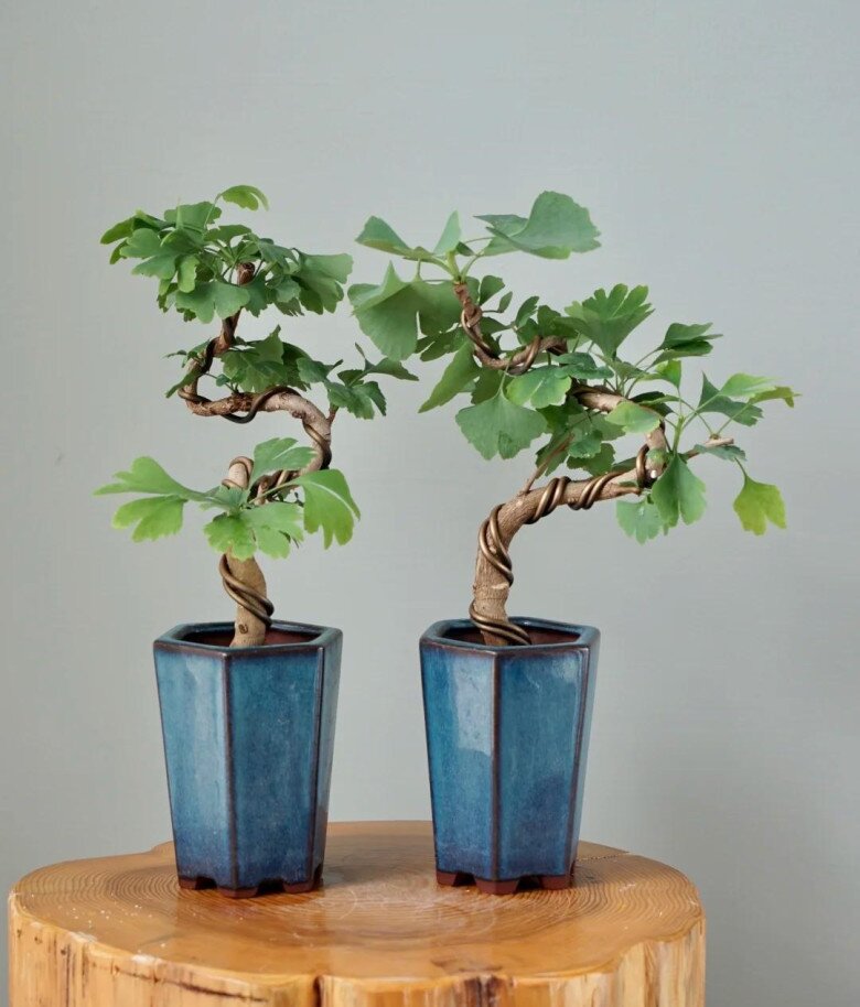 Nhặt 6 cành cây ven đường này về cắm xuống đất là sống, 1 năm sau sẽ thành bonsai dáng cổ, tiết kiệm cả chục triệu - 5