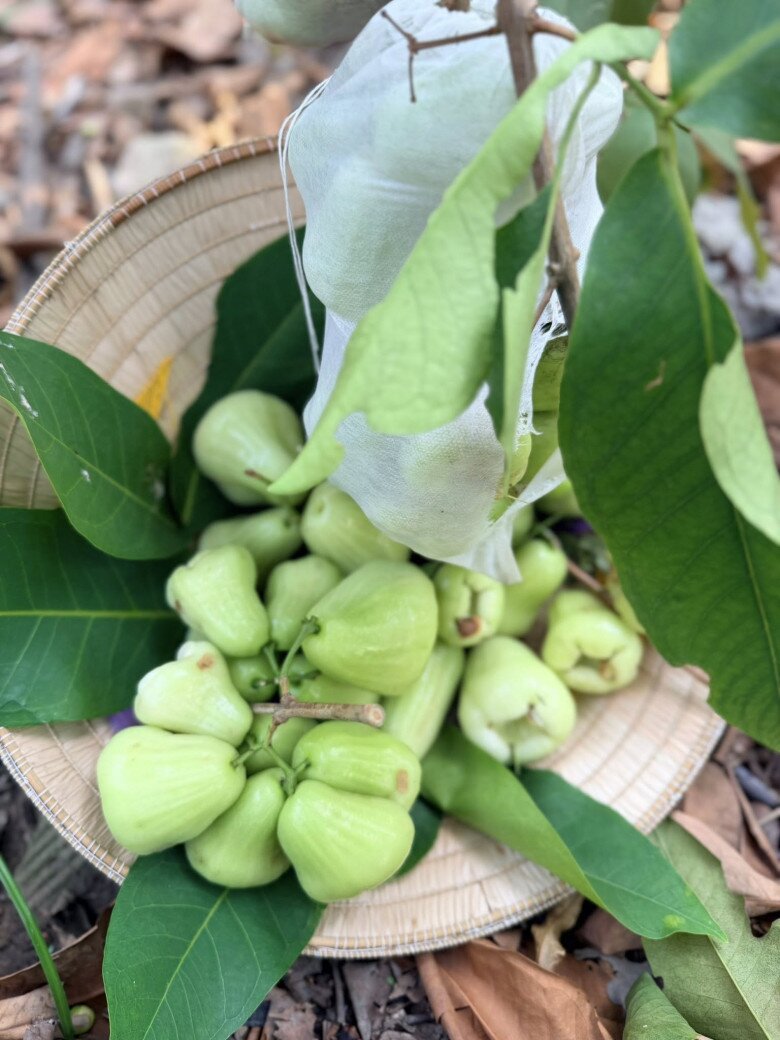 Chiếc nón lá truyền thống bỗng chốc biến thành giỏ đựng đầy ắp những quả mận đường (roi) màu xanh ngọc bích tươi ngon vừa được thu hái xuống.