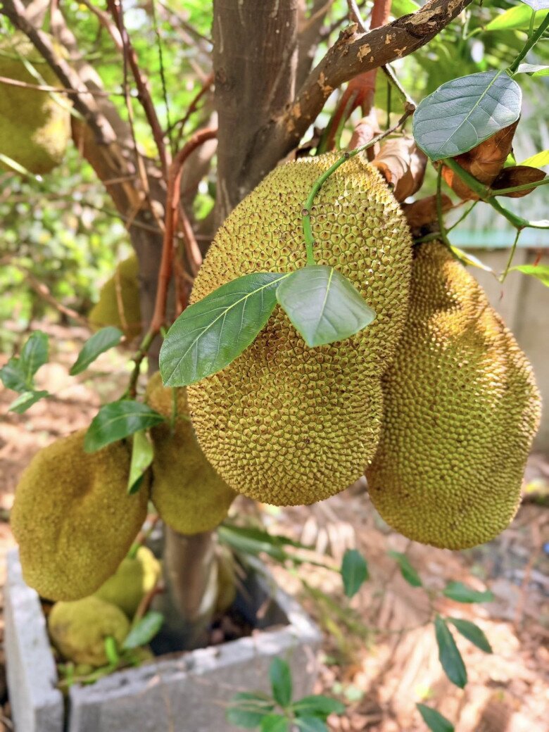 Từng chùm mít da xanh bóng bẩy, căng tròn và nặng trĩu sà xuống sát mặt đất như muốn thử thách sức chịu đựng của cành cây nâng đỡ.