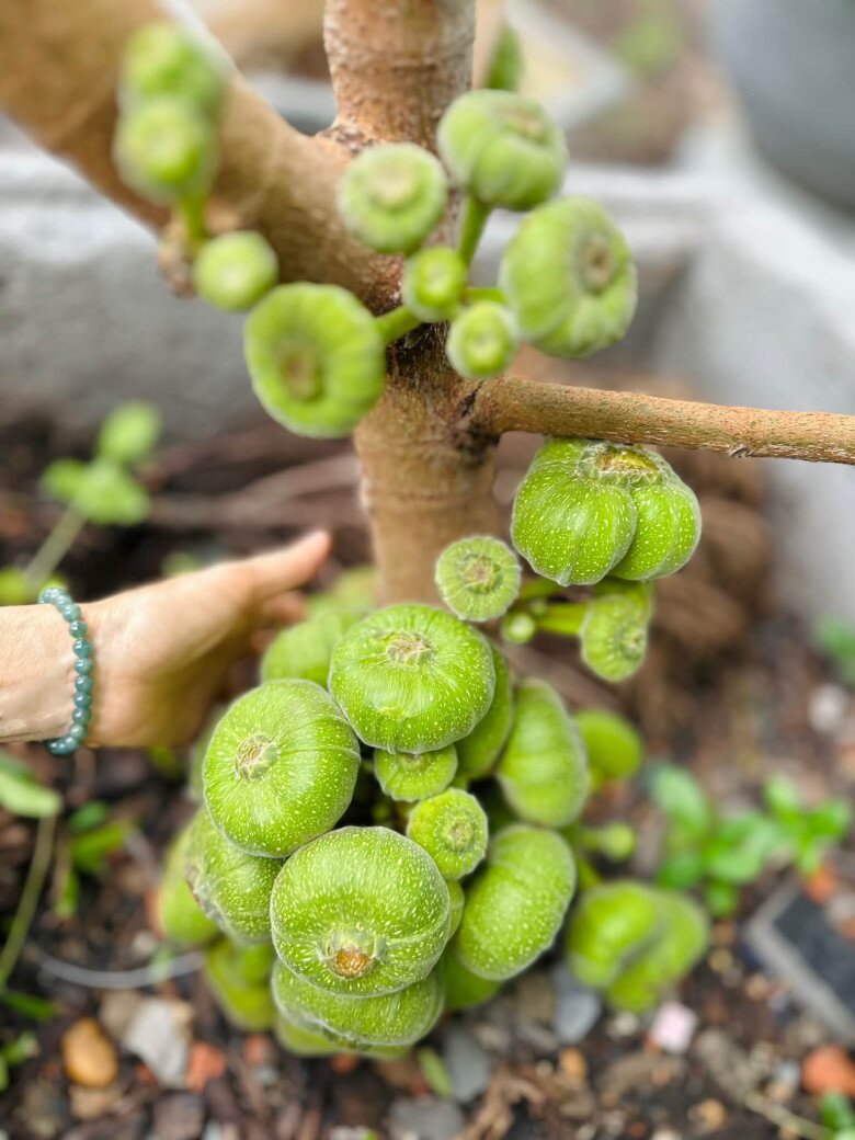 Góc vườn nhỏ được tận dụng tối đa để trồng các loại cây ăn quả, tạo nên một hệ sinh thái thu nhỏ xanh tươi và đầy sức sống giữa lòng phố thị.