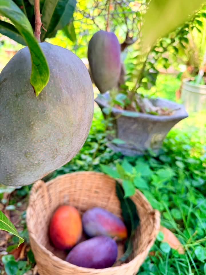 Mỹ Lệ tự hào: Lại khoe thành quả, năm nay xoài các loại được mùa trúng lớn, mít đeo trái muốn sập cây, dâu da, bơ đậu phộng, mận đường, chanh vàng, khế ngọt, hồng socola, hồng Mexico… Nhìn no con mắt!