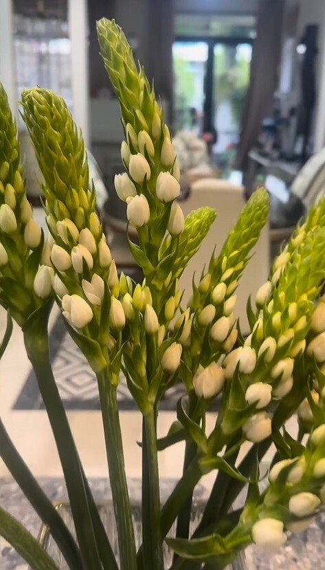 Thành quả sau khi xử lý kỹ lưỡng là một bình hoa thiên nga có nụ xanh ngắt và thân cành cứng cáp, không còn vẻ nhẹ nhàng, yếu ớt như lúc mới mua. Bình hoa được đặt trang trọng trên đảo bếp, mang lại nguồn năng lượng trong lành cho cả căn nhà.