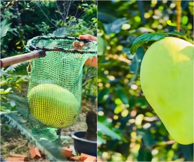 Có thể thấy những chùm xoài lúc lỉu trên cành trong vườn nhà của Việt Trinh. Những trái được hái xuống có kích cỡ rất to. Việc thu hoạch xoài là một niềm đam mê khó tả, mang lại niềm vui đời thường cho người đẹp Tây Đô những lúc rảnh rỗi.