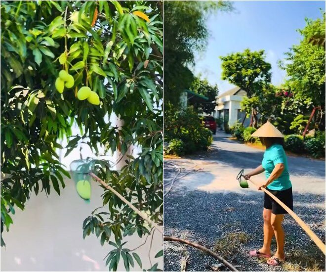 amp;#34;Nữ hoàng ảnh lịchamp;#34; Việt Trinh khoe trúng mùa xoài: Trái to hơn mặt, trồng hơn 30 cây trong cơ ngơi rộng rãi - 10