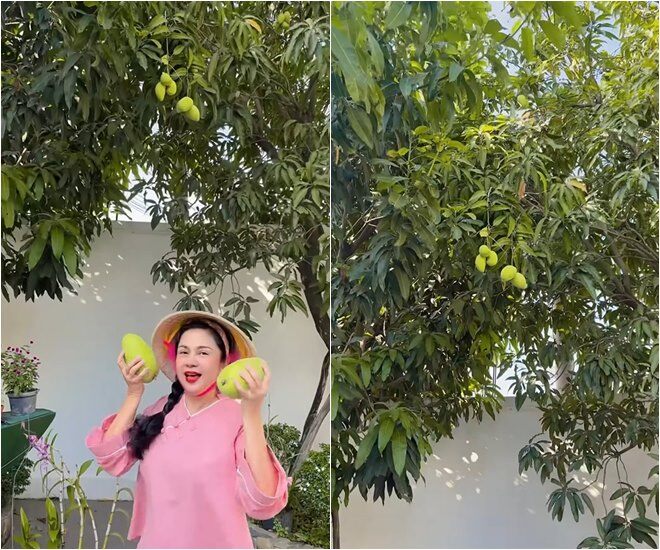 Lý giải chuyện mê xoài, Việt Trinh cho biết: Bởi vì khi mà Trinh đi kinh tế mới, thập niên 70 á, nhà Trinh có trồng một cây xoài Thanh Ca nó to lắm, hồi đó Trinh mới có 8-9 tuổi, Trinh đã lên cái chặng ba của cây xoài, Trinh nằm trên đó Trinh ngủ gục.