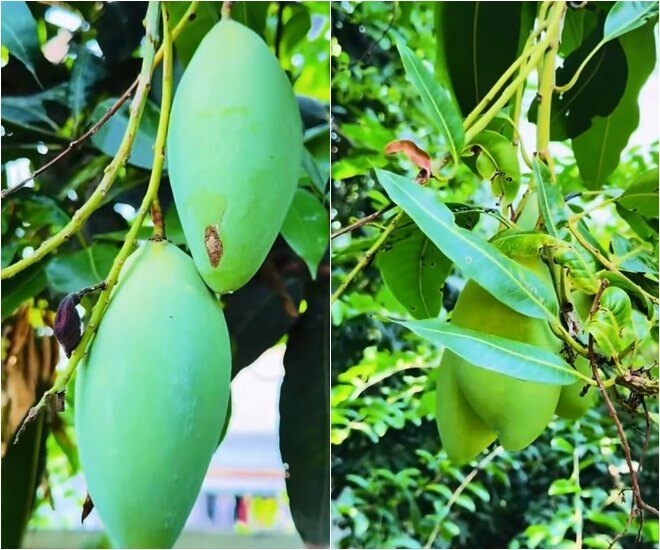 amp;#34;Nữ hoàng ảnh lịchamp;#34; Việt Trinh khoe trúng mùa xoài: Trái to hơn mặt, trồng hơn 30 cây trong cơ ngơi rộng rãi - 4