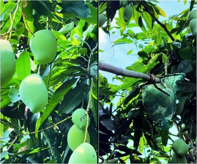 Trinh ít trồng cái loại cây giống nó còn nhỏ, đợi có trái lâu, Trinh nôn á các bạn. Và bây giờ nhà Trinh nhiều nhất là xoài Thanh Ca - loại xoài gắn với tuổi thơ của mình đó, cô cho hay.