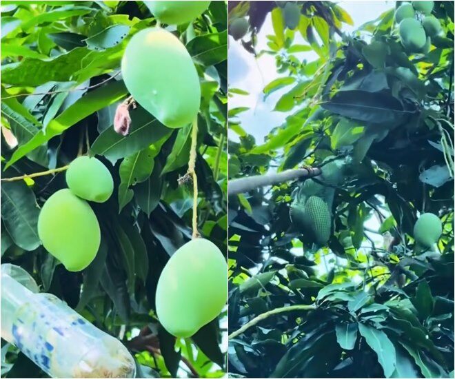 Còn lại là xoài Tứ Quý, xoài Cát Hòa Lộc và có thêm xoài Úc nè. Xoài Đài Loan, xoài tượng, xoài Thái... Trinh chưa trồng được. Trinh đang tìm giống cây xoài Thái Lan, muốn trồng lắm, Việt Trinh hào hứng.