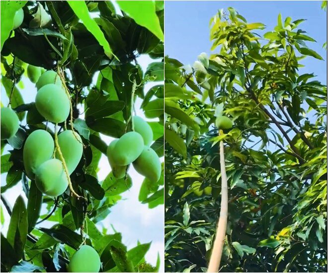 amp;#34;Nữ hoàng ảnh lịchamp;#34; Việt Trinh khoe trúng mùa xoài: Trái to hơn mặt, trồng hơn 30 cây trong cơ ngơi rộng rãi - 8