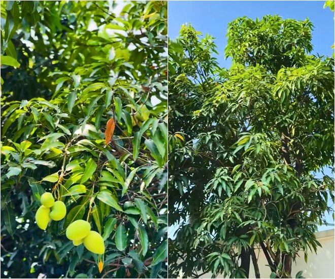 amp;#34;Nữ hoàng ảnh lịchamp;#34; Việt Trinh khoe trúng mùa xoài: Trái to hơn mặt, trồng hơn 30 cây trong cơ ngơi rộng rãi - 6