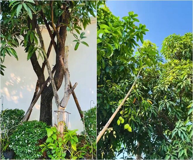 Cho nên bây giờ Việt Trinh trồng rất nhiều xoài trong vườn, phải đến 30 gốc xoài. Cô tiết lộ thêm: Trinh mua những cái cây mà nó lớn sẵn, về trồng có trái.