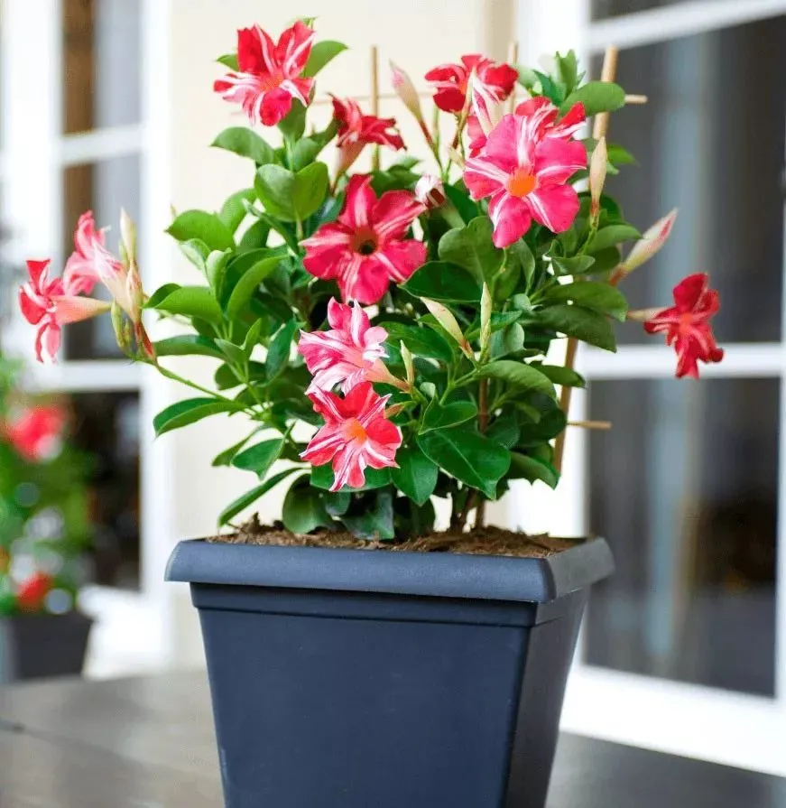 Nữ hoàng của các loài hoa dây leo chỉ cần cắm cành vào đất là nở rực rỡ quanh năm, phủ kín ban công - 5