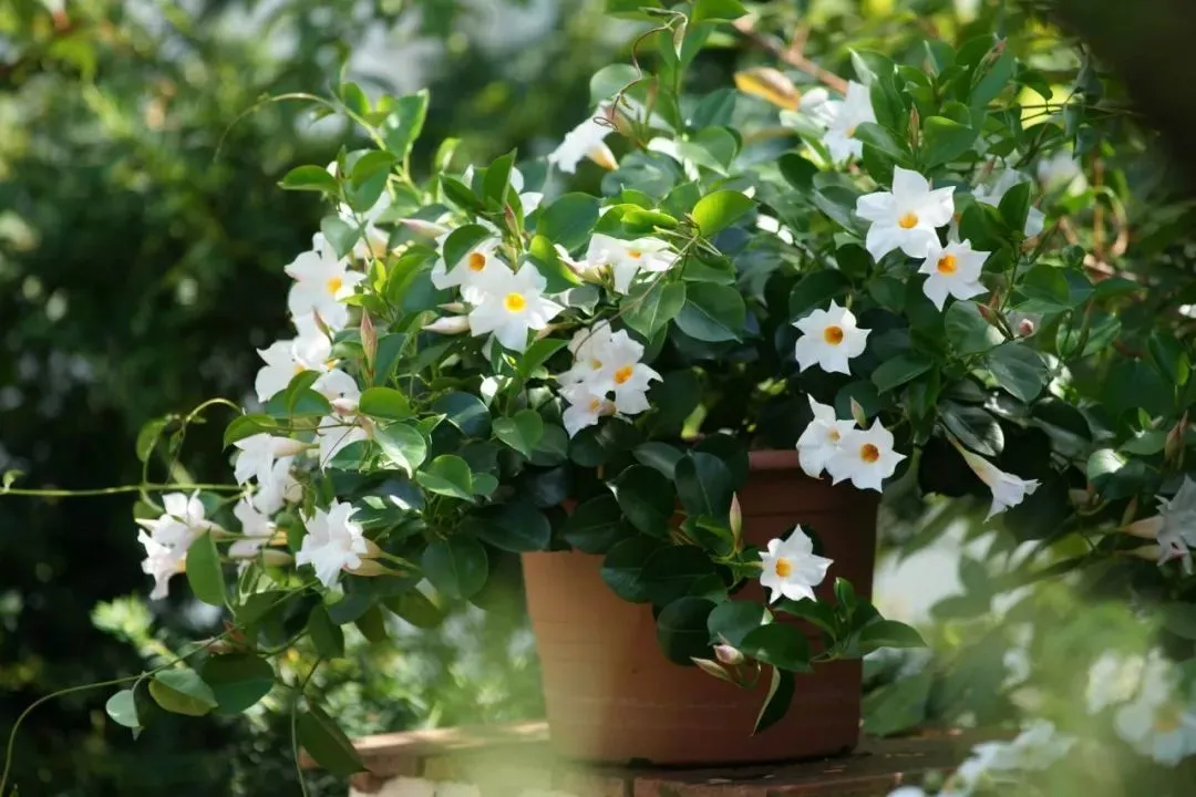 Nữ hoàng của các loài hoa dây leo chỉ cần cắm cành vào đất là nở rực rỡ quanh năm, phủ kín ban công - 4