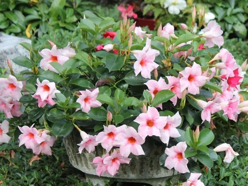 Xem thêm: Loài hoa này đẹp như mẫu đơn, nở 300 ngày mỗi năm, giá 120.000 chậu nhưng cắm một lá xuống đất cũng bén rễ
