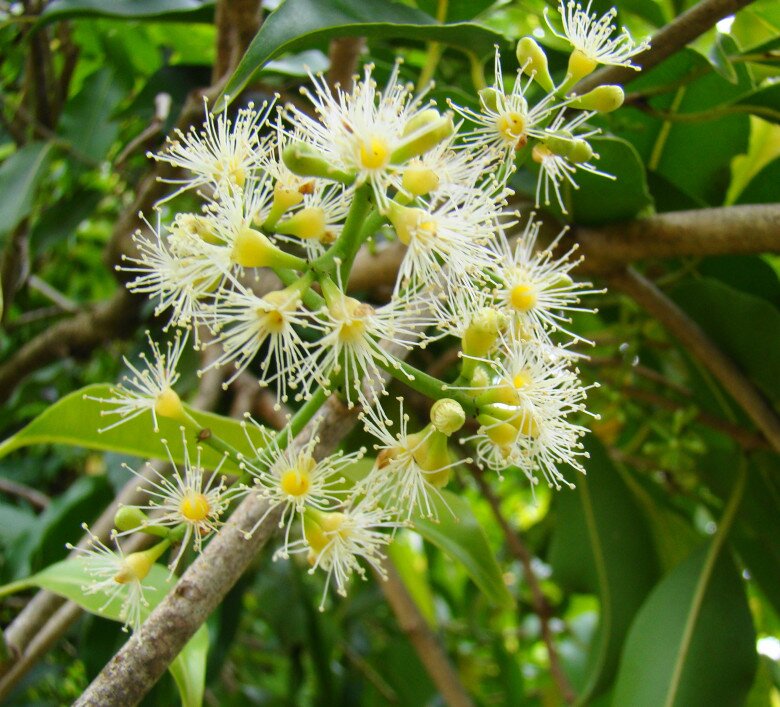 Hoa của cây trâm.