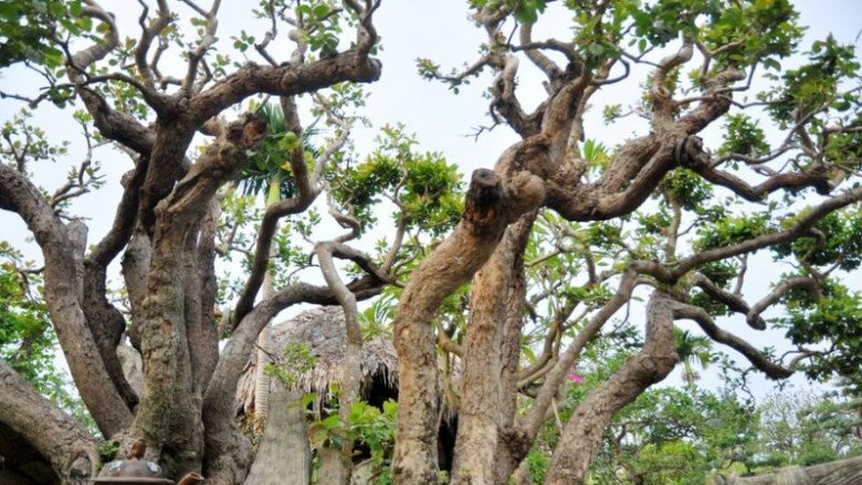 Cây trâm cổ thụ.