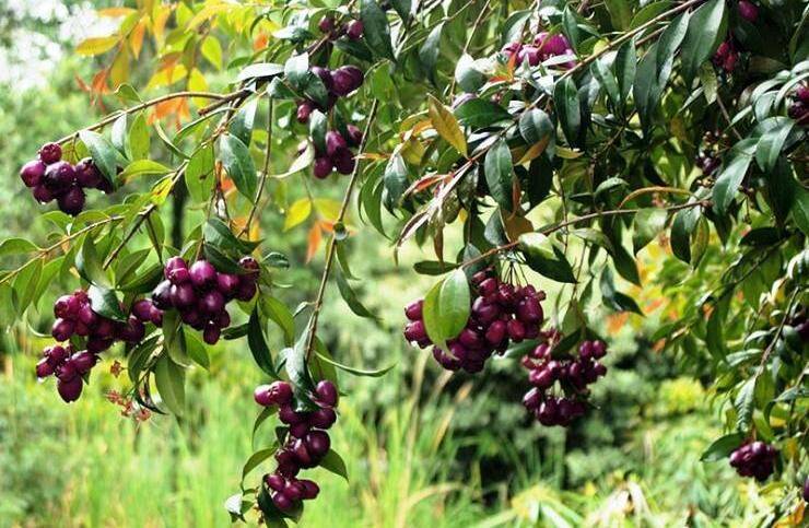 Quả dại mọc ven rừng nay thành đặc sản giá 150.000 đồng/kg, trồng một cây trong sân vườn sống thọ trăm năm, càng già càng có giá - 6
