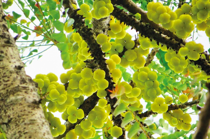 Quả mọc hoang xưa cho không ai ăn nay thành đặc sản giá 180.000 đồng/kg, trồng một cây vừa có bóng mát vừa thu hoạch nhiều năm - 5