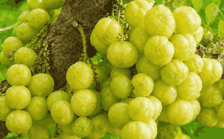 Quả mọc hoang xưa cho không ai ăn nay thành đặc sản giá 180.000 đồng/kg, trồng một cây vừa có bóng mát vừa thu hoạch nhiều năm - 4