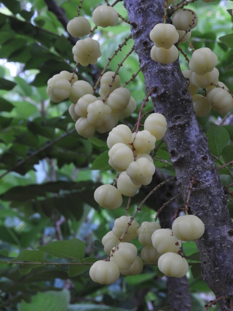 Quả mọc hoang xưa cho không ai ăn nay thành đặc sản giá 180.000 đồng/kg, trồng một cây vừa có bóng mát vừa thu hoạch nhiều năm - 2