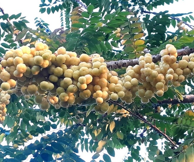 Quả mọc hoang xưa cho không ai ăn nay thành đặc sản giá 180.000 đồng/kg, trồng một cây vừa có bóng mát vừa thu hoạch nhiều năm - 1