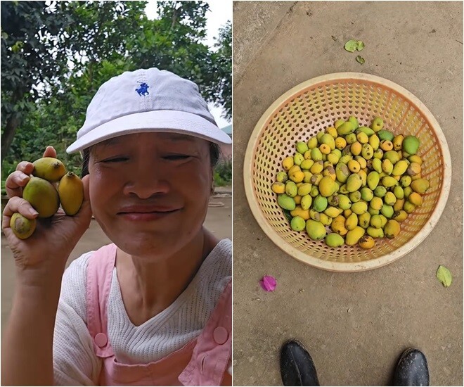 NSƯT Tú Oanh đi nhặt xoài non trong vườn. Cô cho biết: Nó rụng từ bé rồi, từ lúc ra hoa xong kết trái, rụng không biết bao nhiêu rồi mới có được vài quả trên cây để ăn.